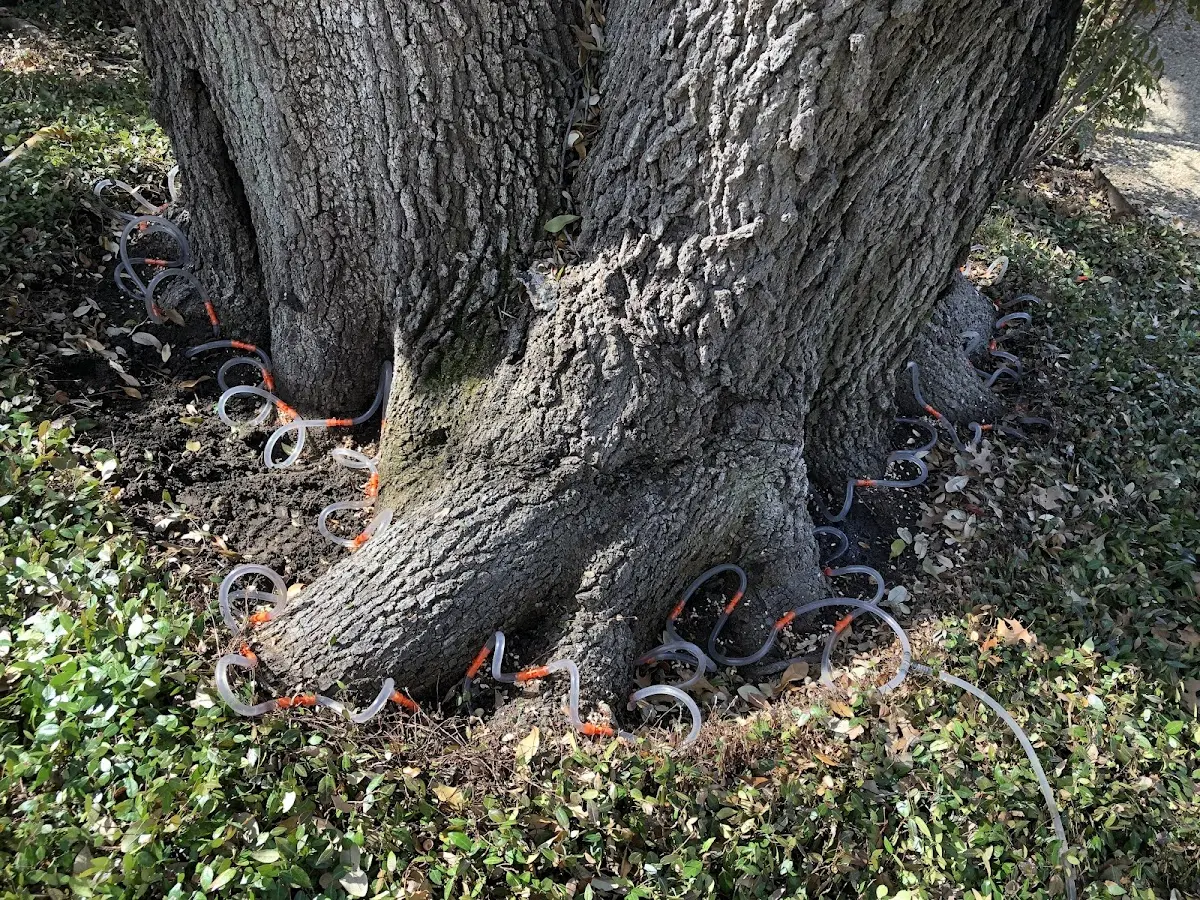 Detailed Tree Cabling and Bracing job site in Sedgewickville